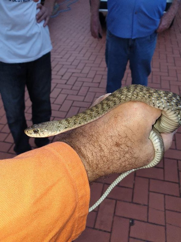 Keelback__Tropidonophis_mairii__063.jpg
