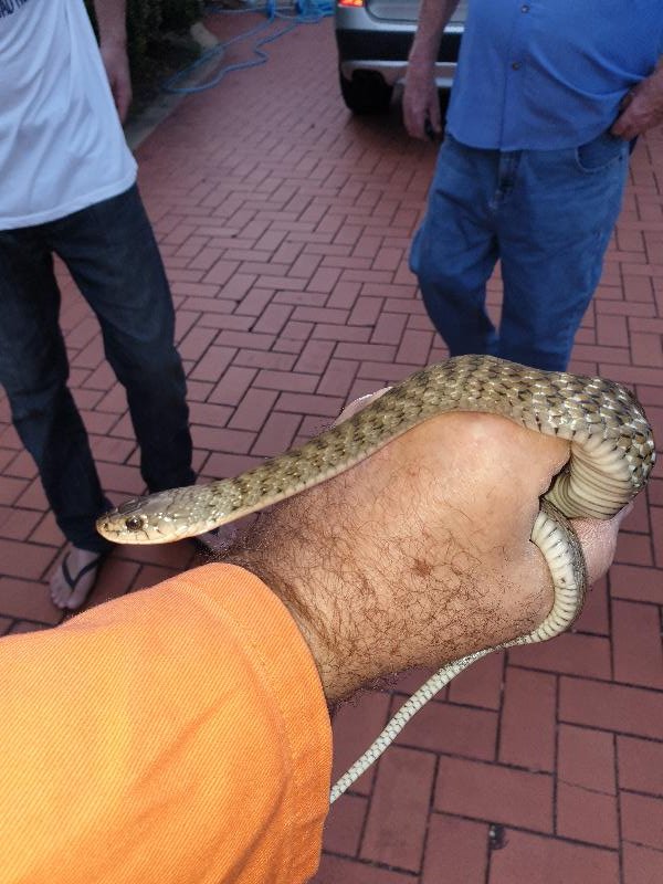 Keelback__Tropidonophis_mairii__064.jpg