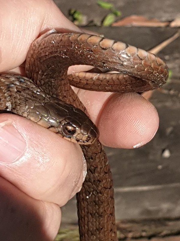 Keelback__Tropidonophis_mairii__067.jpg
