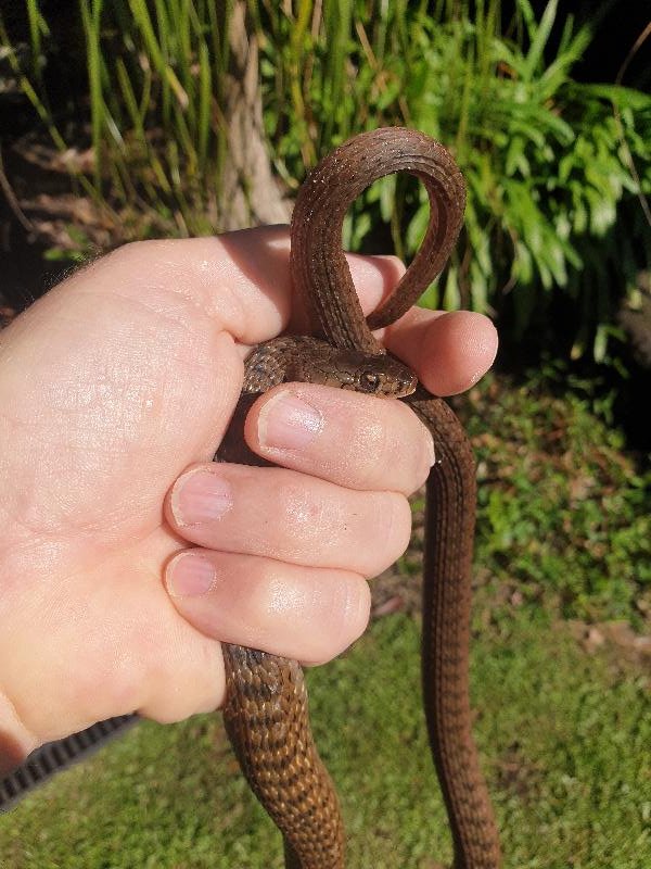 Keelback__Tropidonophis_mairii__068.jpg