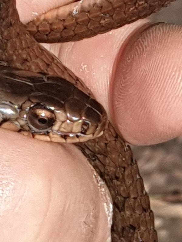 Keelback__Tropidonophis_mairii__069.jpg