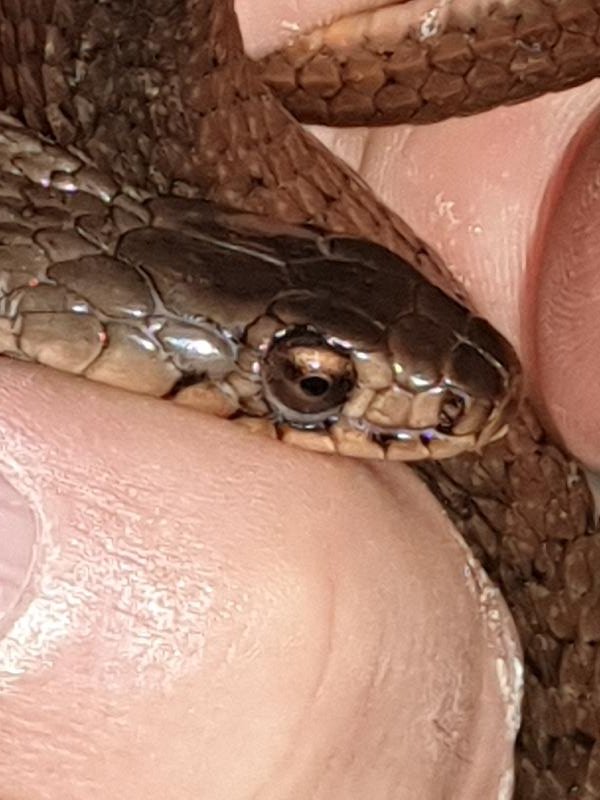 Keelback__Tropidonophis_mairii__070.jpg