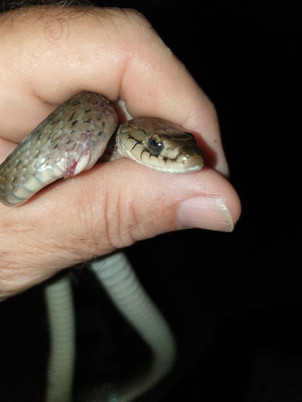 Keelback__Tropidonophis_mairii__071.jpg