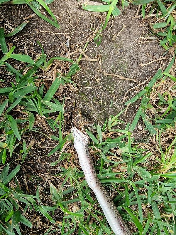 Keelback__Tropidonophis_mairii__072.jpg