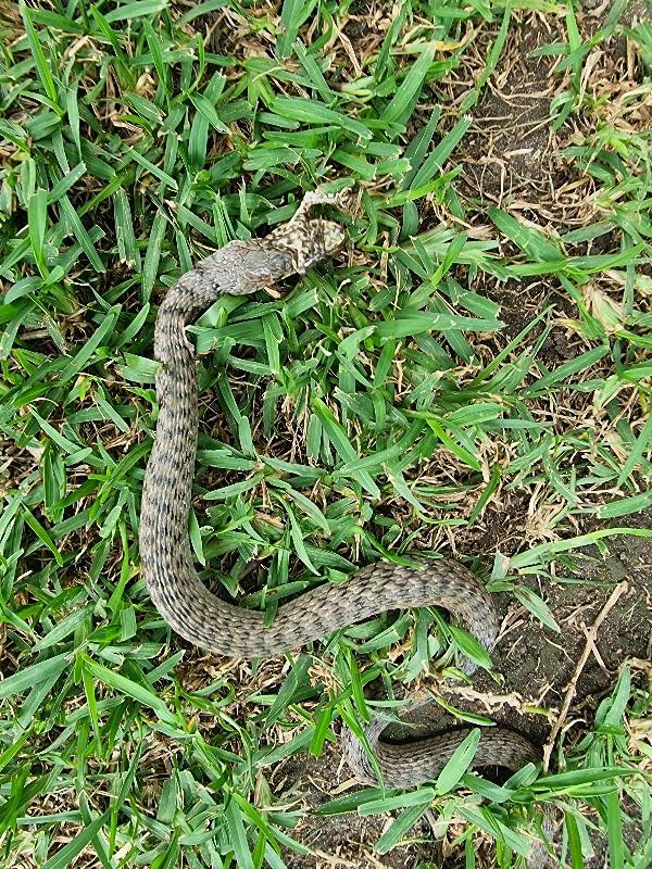 Keelback__Tropidonophis_mairii__074.jpg