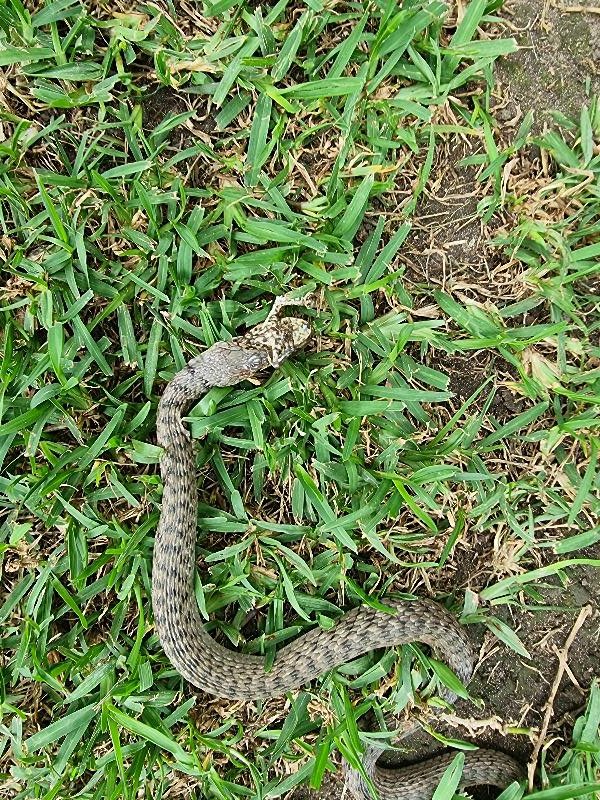 Keelback__Tropidonophis_mairii__075.jpg