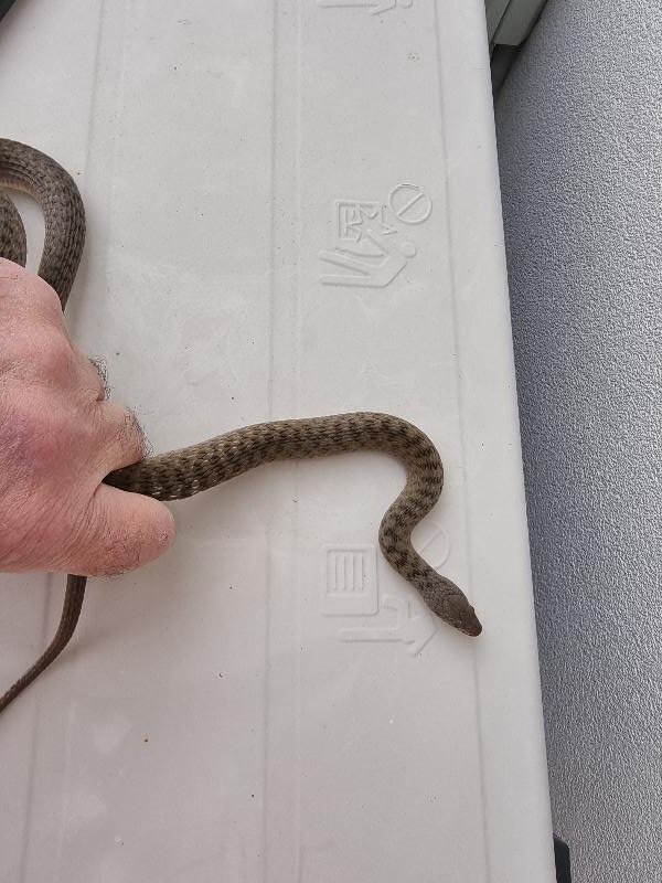 Keelback__Tropidonophis_mairii__079.jpg