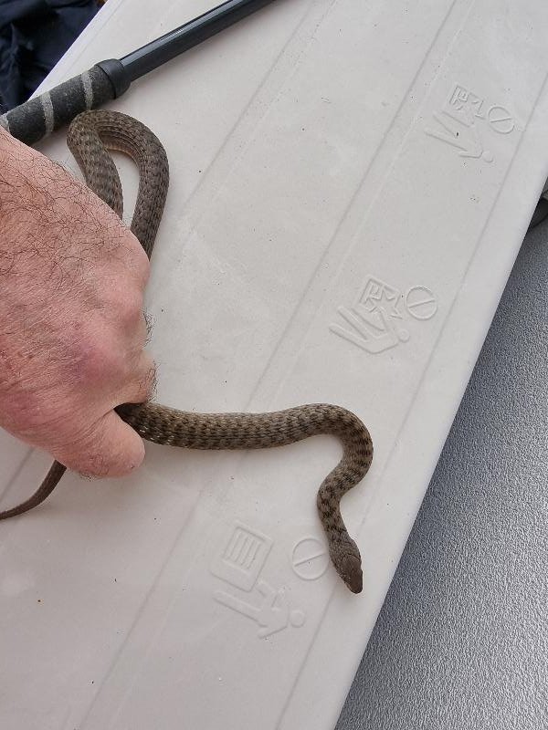Keelback__Tropidonophis_mairii__080.jpg