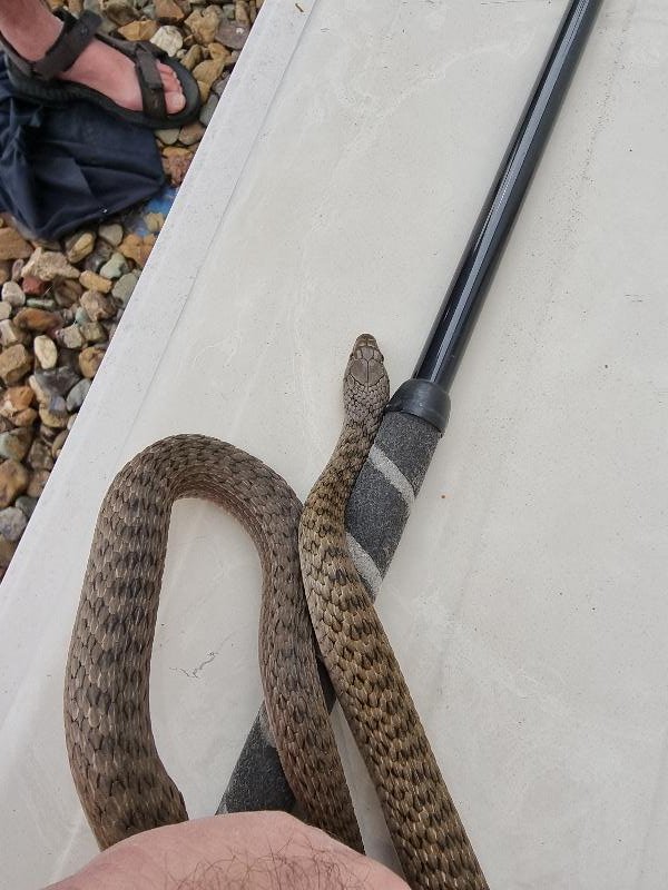 Keelback__Tropidonophis_mairii__081.jpg