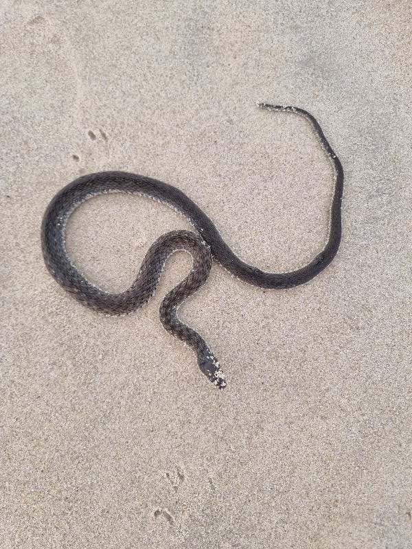 Keelback__Tropidonophis_mairii__082.jpg