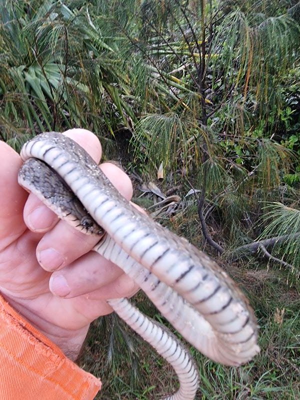 Keelback__Tropidonophis_mairii__083.jpg