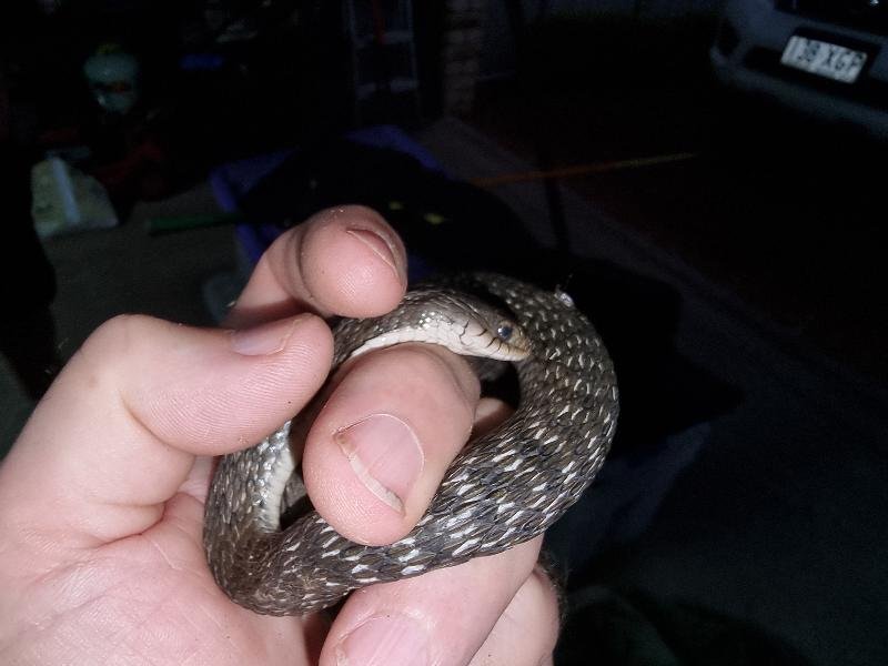 Keelback__Tropidonophis_mairii__084.jpg