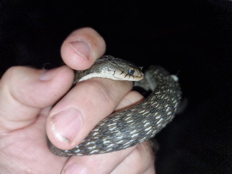 Keelback__Tropidonophis_mairii__085.jpg