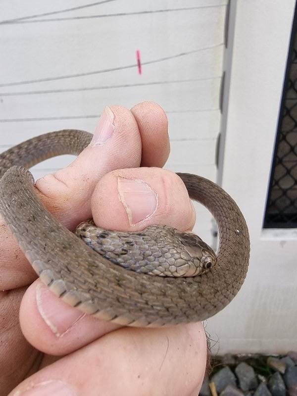 Keelback__Tropidonophis_mairii__086.jpg