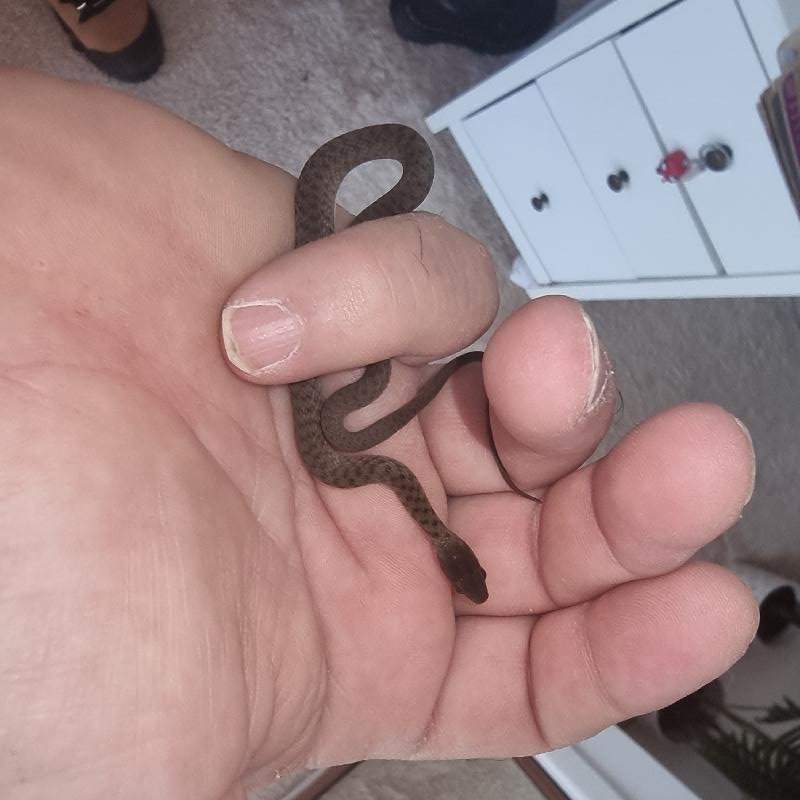 Keelback__Tropidonophis_mairii__089.jpg