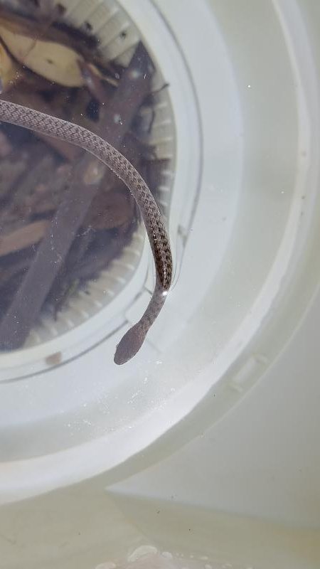 Keelback__Tropidonophis_mairii__090.jpg