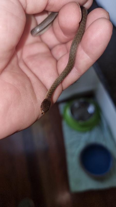 Keelback__Tropidonophis_mairii__092.jpg