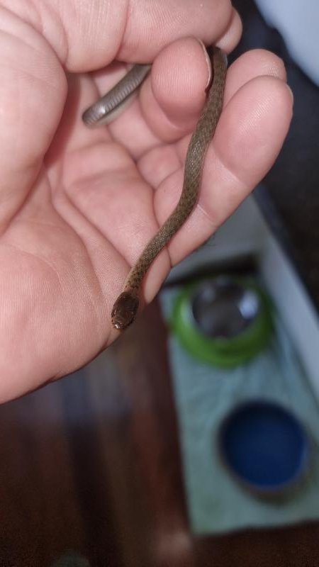 Keelback__Tropidonophis_mairii__093.jpg