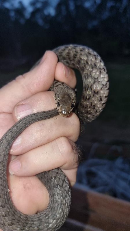 Keelback__Tropidonophis_mairii__094.jpg