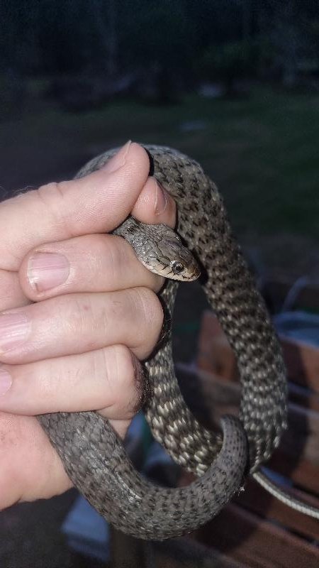 Keelback__Tropidonophis_mairii__095.jpg