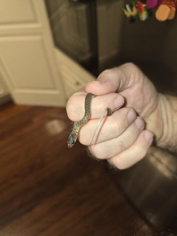 Keelback__Tropidonophis_mairii__096.jpg