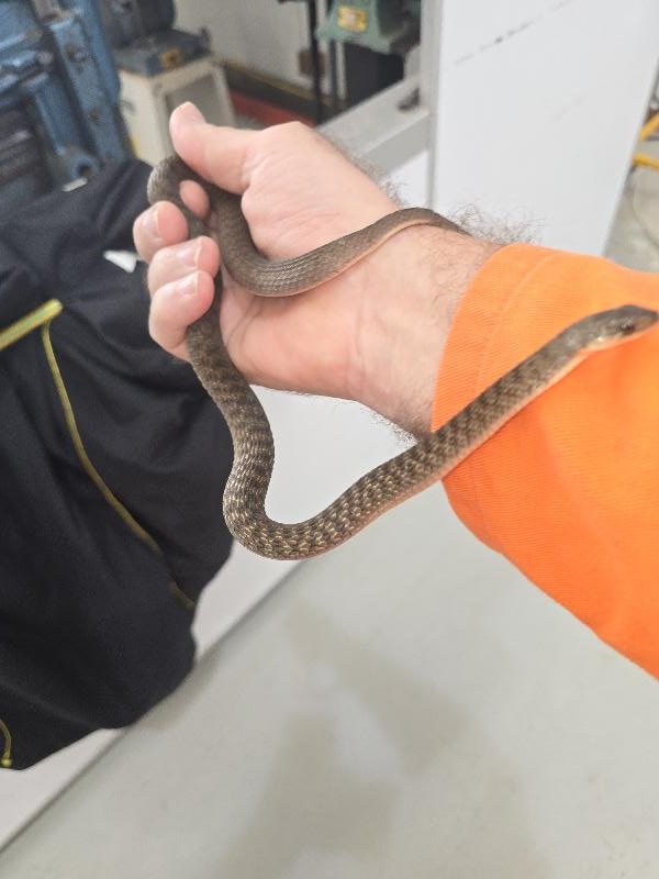 Keelback__Tropidonophis_mairii__097.jpg