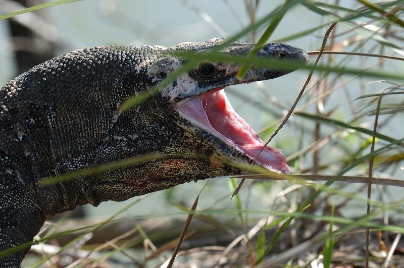 Lace_Monitor__Varanus_varius__026.jpg