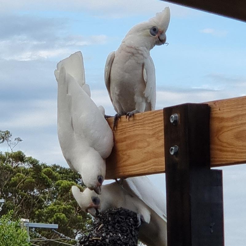 Little_Corella__Cacatua_sanguinea__028.jpg