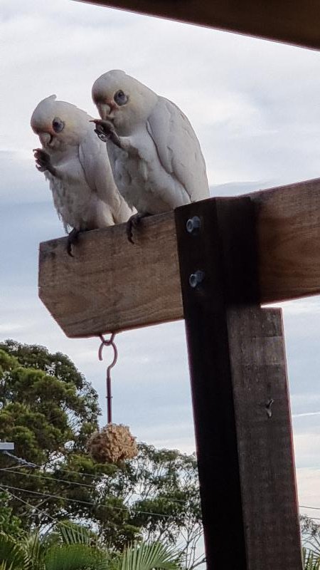 Little_Corella__Cacatua_sanguinea__036.jpg