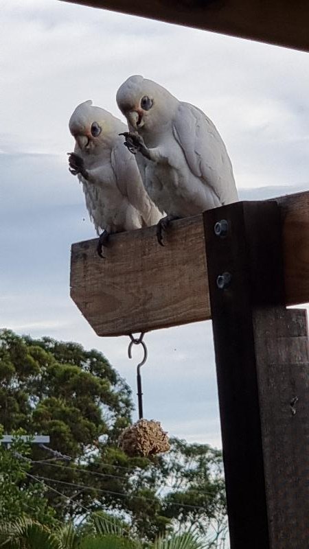 Little_Corella__Cacatua_sanguinea__037.jpg