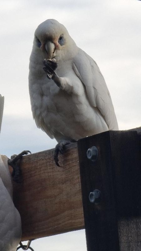 Little_Corella__Cacatua_sanguinea__038.jpg