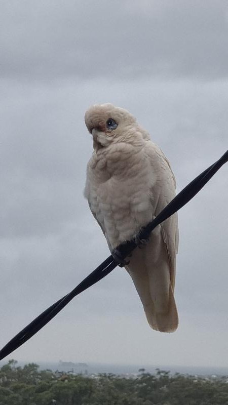 Little_Corella__Cacatua_sanguinea__041.jpg