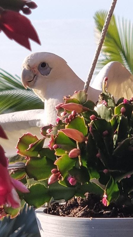 Little_Corella__Cacatua_sanguinea__044.jpg