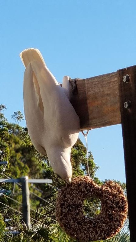Little_Corella__Cacatua_sanguinea__051.jpg