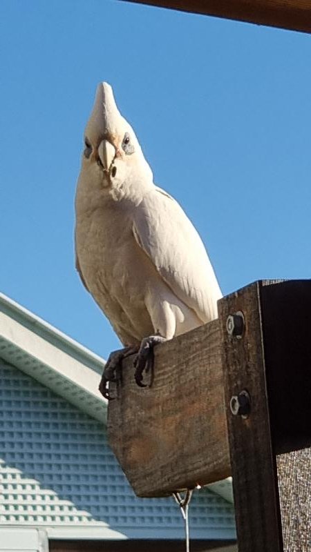 Little_Corella__Cacatua_sanguinea__052.jpg