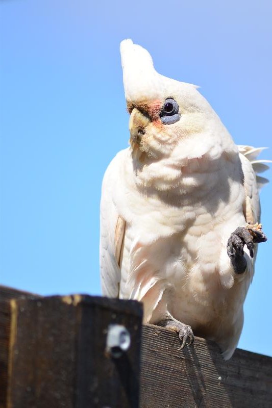 Little_Corella__Cacatua_sanguinea__053.jpg
