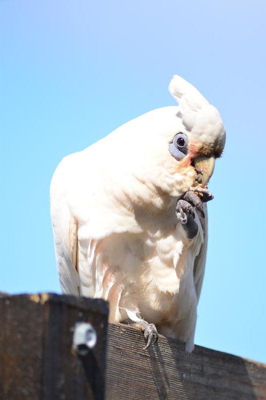Little_Corella__Cacatua_sanguinea__054.jpg