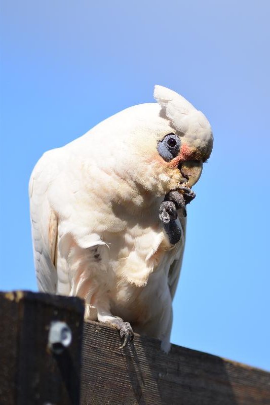 Little_Corella__Cacatua_sanguinea__055.jpg