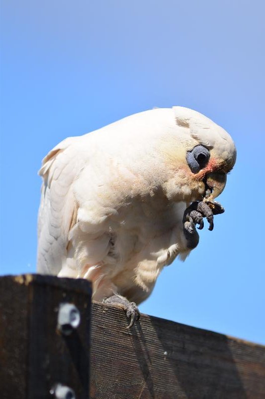 Little_Corella__Cacatua_sanguinea__056.jpg