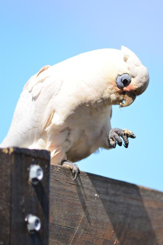 Little_Corella__Cacatua_sanguinea__057.jpg