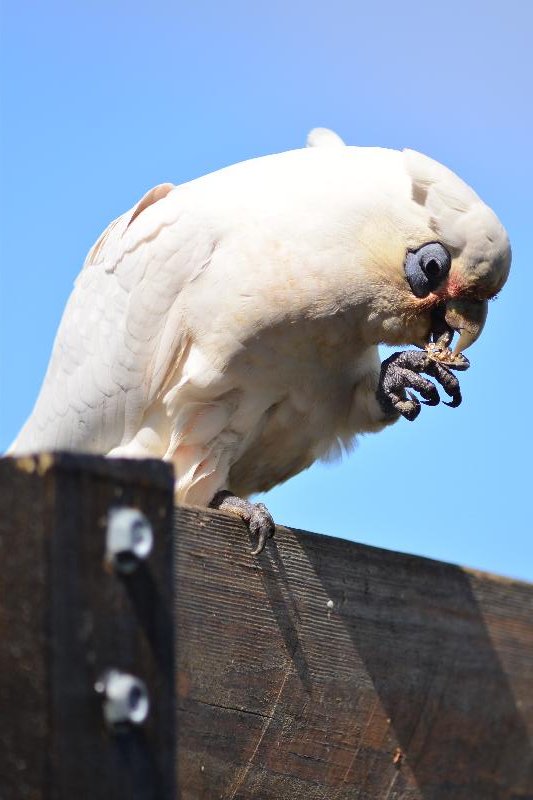 Little_Corella__Cacatua_sanguinea__059.jpg