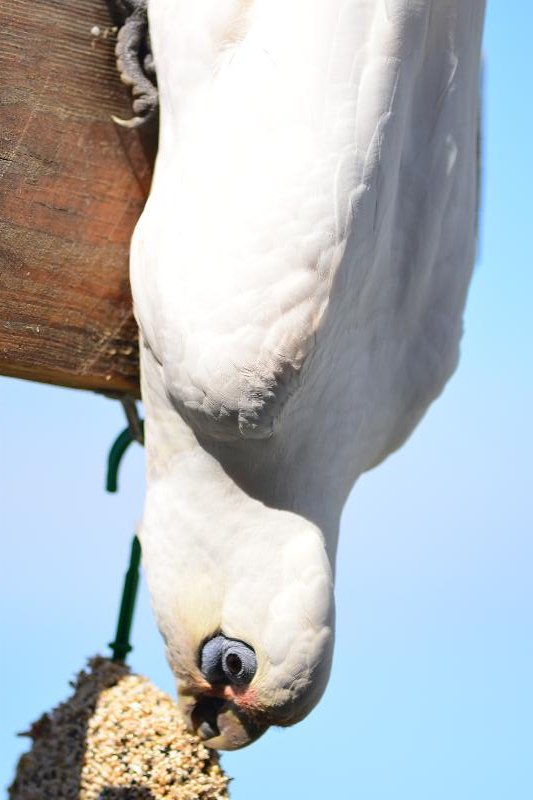 Little_Corella__Cacatua_sanguinea__060.jpg