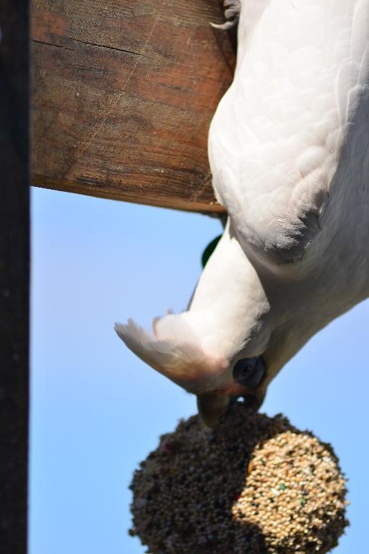 Little_Corella__Cacatua_sanguinea__061.jpg