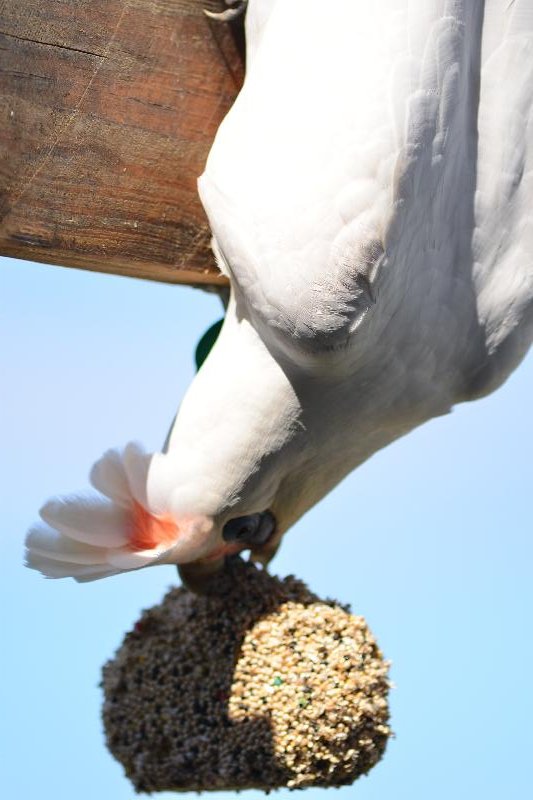 Little_Corella__Cacatua_sanguinea__062.jpg