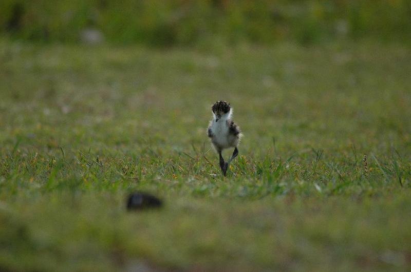 Masked_Lapwing__Vanellus_miles__003.jpg