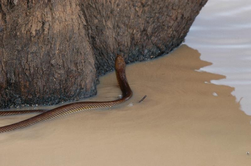 Mulga_Snake__Pseudechis_australis__004.jpg