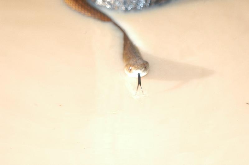 Mulga_Snake__Pseudechis_australis__010.jpg