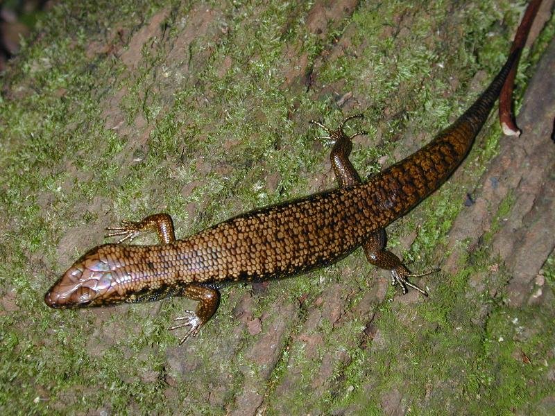 Murray's_Skink__Eulamprus_murrayi__003.jpg