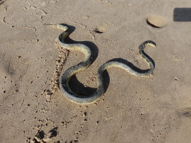 Olive-Headed_Sea_Snake__Disteira_major__007.jpg