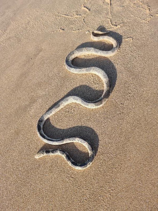 Olive-Headed_Sea_Snake__Disteira_major__016.jpg